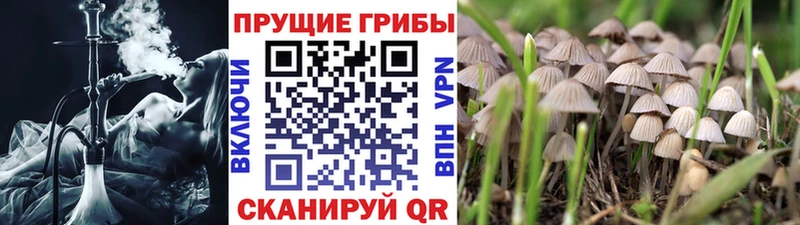 shop официальный сайт  Бакал  Галлюциногенные грибы Magic Shrooms 